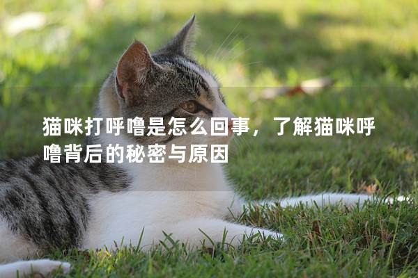 猫咪打呼噜是怎么回事，了解猫咪呼噜背后的秘密与原因