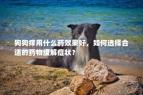 狗狗痒用什么药效果好，如何选择合适的药物缓解症状？