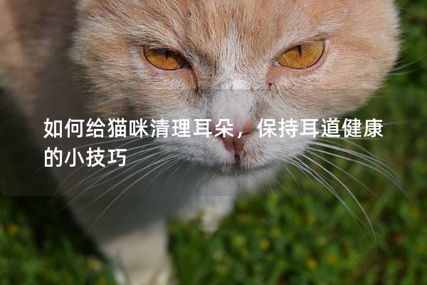 如何给猫咪清理耳朵，保持耳道健康的小技巧