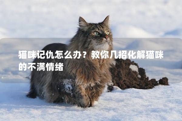 猫咪记仇怎么办？教你几招化解猫咪的不满情绪