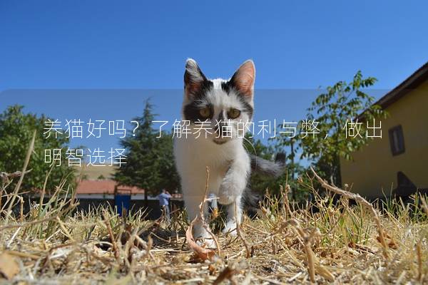 养猫好吗？了解养猫的利与弊，做出明智选择