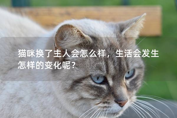 猫咪换了主人会怎么样，生活会发生怎样的变化呢？