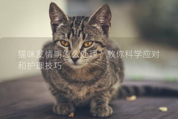 猫咪发情期怎么处理？教你科学应对和护理技巧