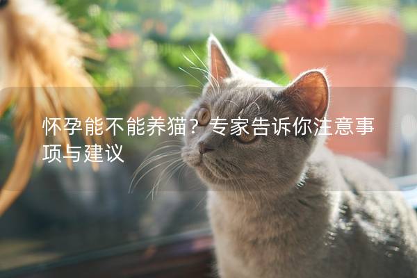 怀孕能不能养猫？专家告诉你注意事项与建议