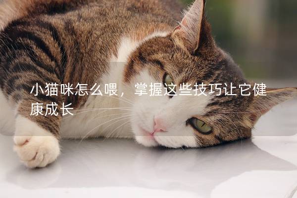 小猫咪怎么喂，掌握这些技巧让它健康成长