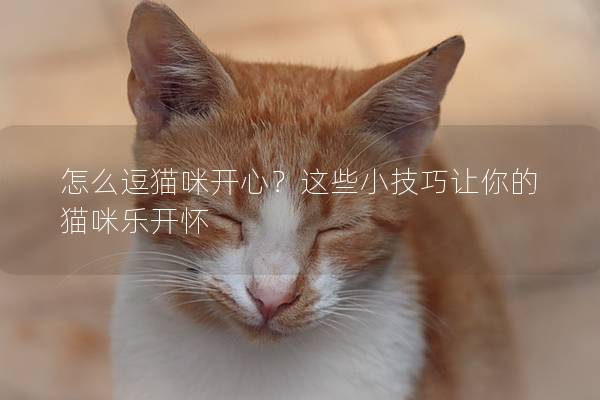 怎么逗猫咪开心？这些小技巧让你的猫咪乐开怀