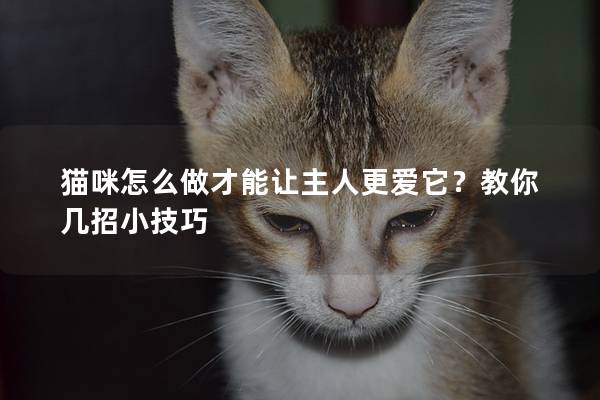 猫咪怎么做才能让主人更爱它？教你几招小技巧