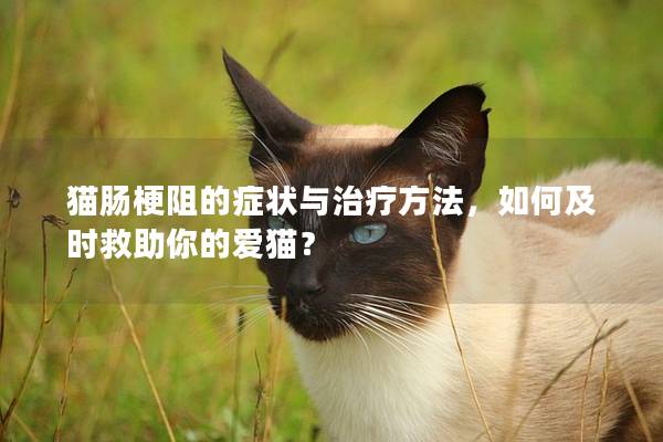 猫肠梗阻的症状与治疗方法，如何及时救助你的爱猫？