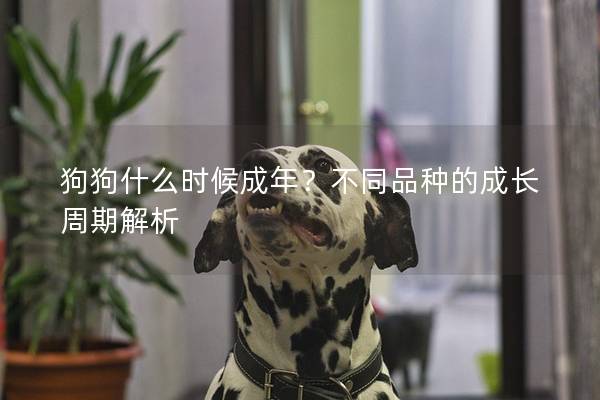 狗狗什么时候成年？不同品种的成长周期解析