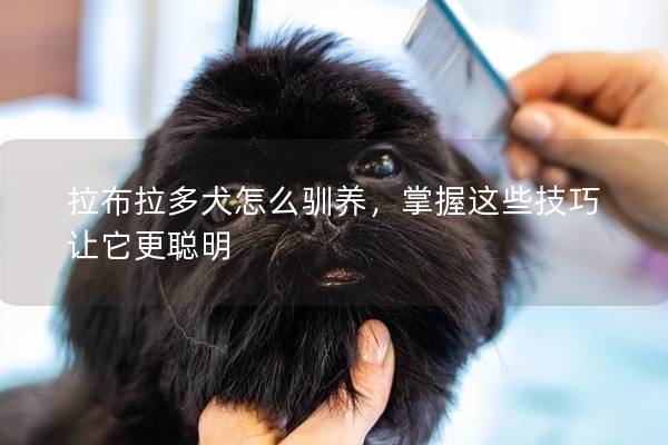 拉布拉多犬怎么驯养，掌握这些技巧让它更聪明