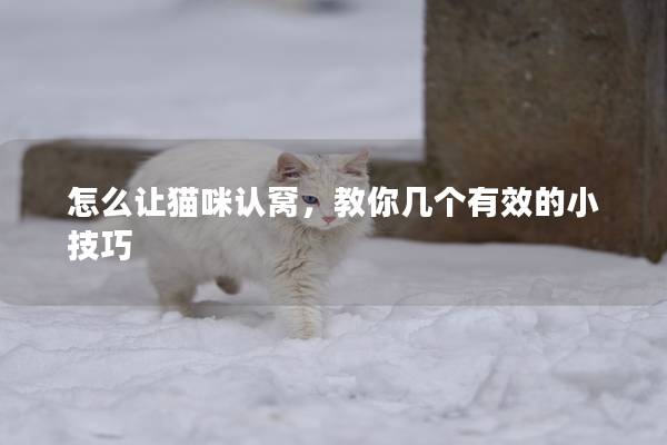 怎么让猫咪认窝，教你几个有效的小技巧