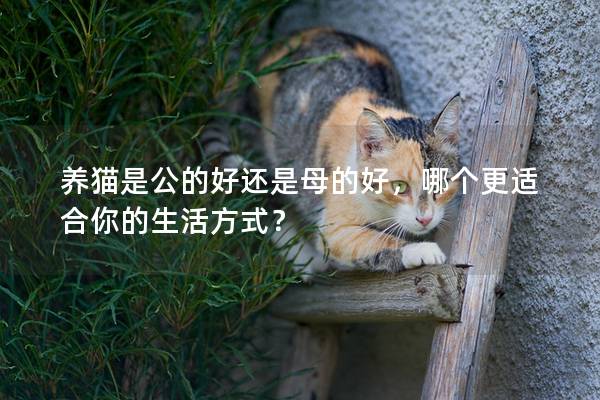 养猫是公的好还是母的好，哪个更适合你的生活方式？