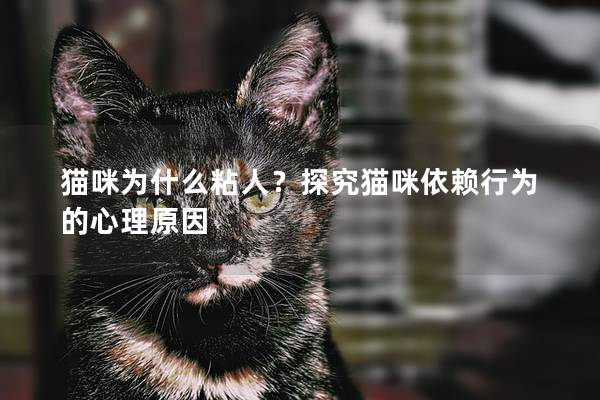 猫咪为什么粘人？探究猫咪依赖行为的心理原因