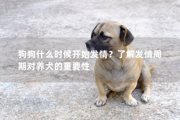 狗狗什么时候开始发情？了解发情周期对养犬的重要性