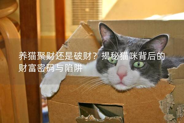 养猫聚财还是破财？揭秘猫咪背后的财富密码与陷阱