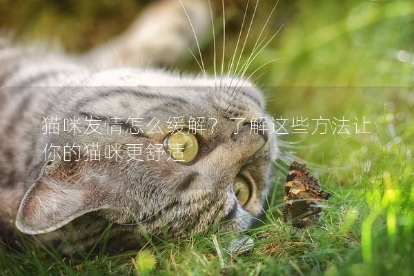 猫咪发情怎么缓解？了解这些方法让你的猫咪更舒适