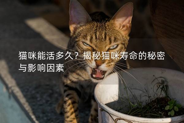 猫咪能活多久？揭秘猫咪寿命的秘密与影响因素