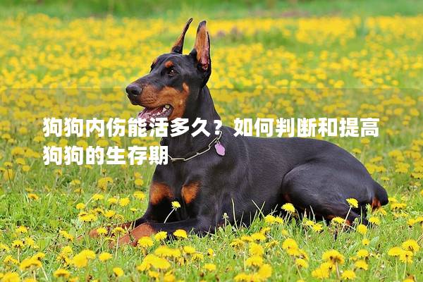 狗狗内伤能活多久？如何判断和提高狗狗的生存期