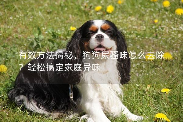 有效方法揭秘，狗狗尿骚味怎么去除？轻松搞定家庭异味