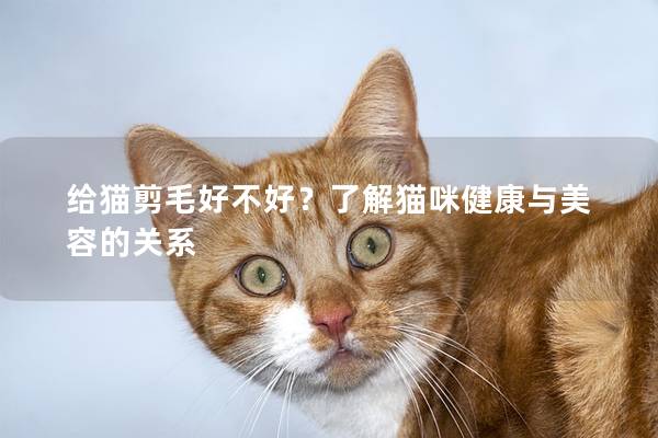 给猫剪毛好不好？了解猫咪健康与美容的关系