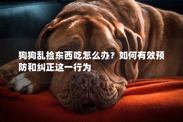 狗狗乱捡东西吃怎么办？如何有效预防和纠正这一行为