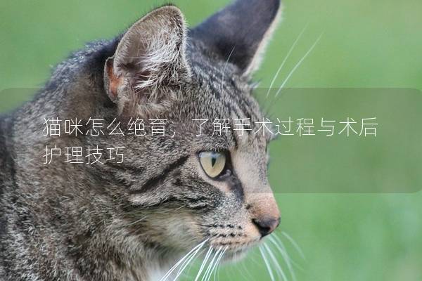 猫咪怎么绝育，了解手术过程与术后护理技巧