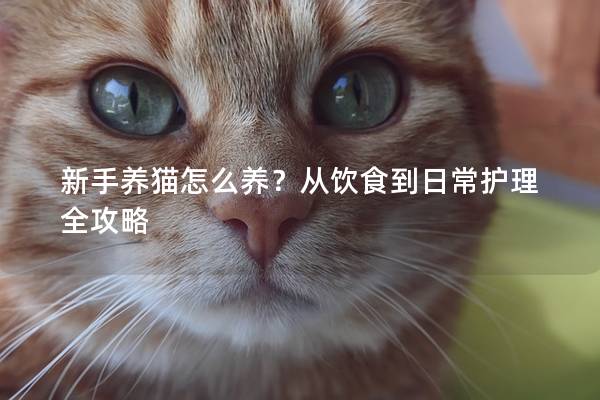 新手养猫怎么养？从饮食到日常护理全攻略