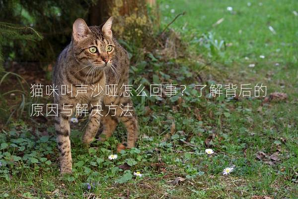 猫咪叫声沙哑怎么回事？了解背后的原因与解决方法