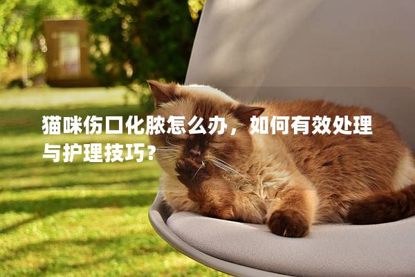 猫咪伤口化脓怎么办，如何有效处理与护理技巧？