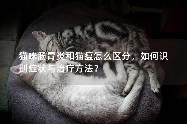 猫咪肠胃炎和猫瘟怎么区分，如何识别症状与治疗方法？