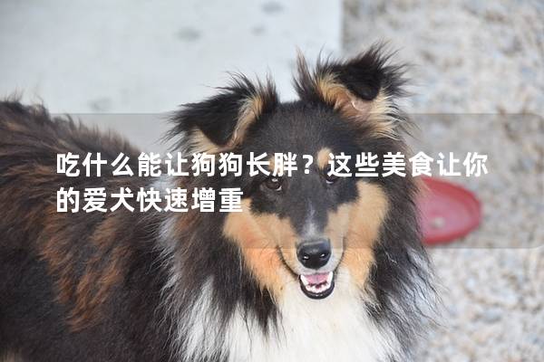 吃什么能让狗狗长胖？这些美食让你的爱犬快速增重