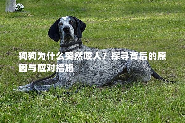 狗狗为什么突然咬人？探寻背后的原因与应对措施