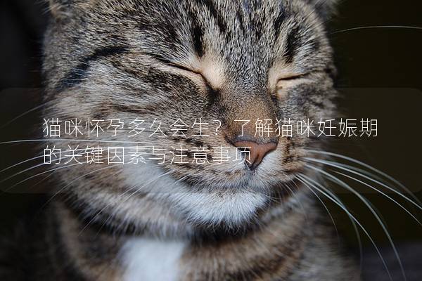 猫咪怀孕多久会生？了解猫咪妊娠期的关键因素与注意事项