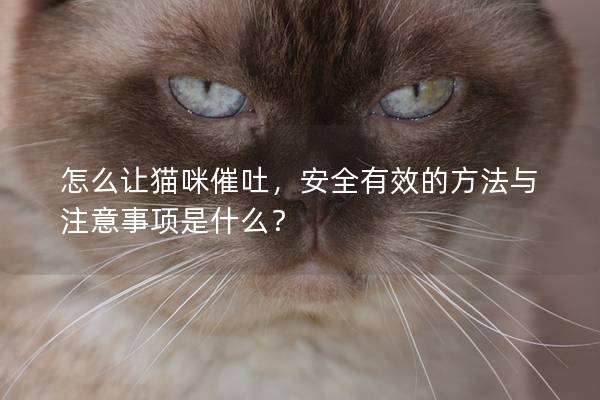 怎么让猫咪催吐，安全有效的方法与注意事项是什么？