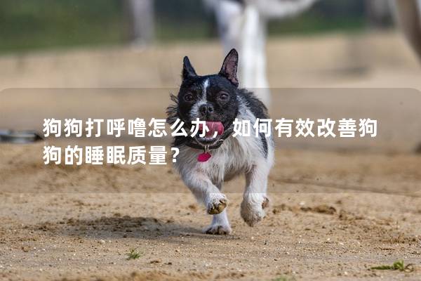 狗狗打呼噜怎么办，如何有效改善狗狗的睡眠质量？