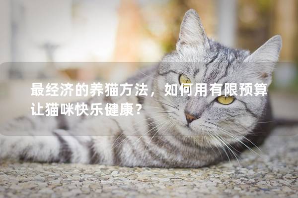 最经济的养猫方法，如何用有限预算让猫咪快乐健康？