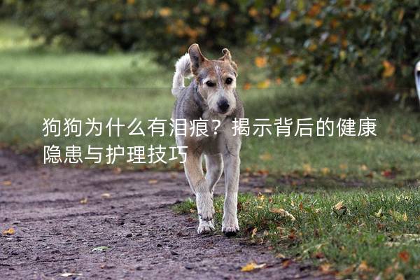 狗狗为什么有泪痕？揭示背后的健康隐患与护理技巧