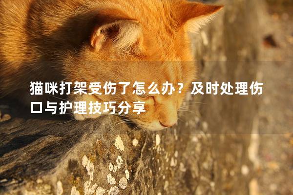 猫咪打架受伤了怎么办？及时处理伤口与护理技巧分享