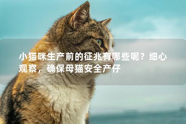 小猫咪生产前的征兆有哪些呢？细心观察，确保母猫安全产仔