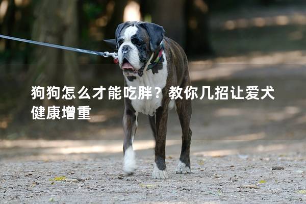 狗狗怎么才能吃胖？教你几招让爱犬健康增重