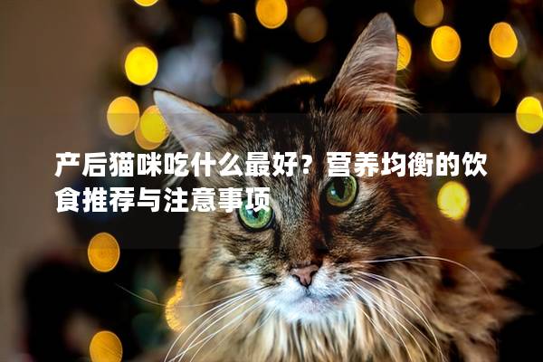 产后猫咪吃什么最好？营养均衡的饮食推荐与注意事项