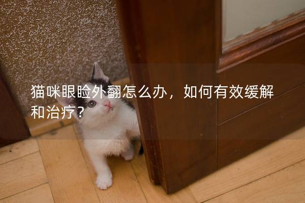 猫咪眼睑外翻怎么办，如何有效缓解和治疗？