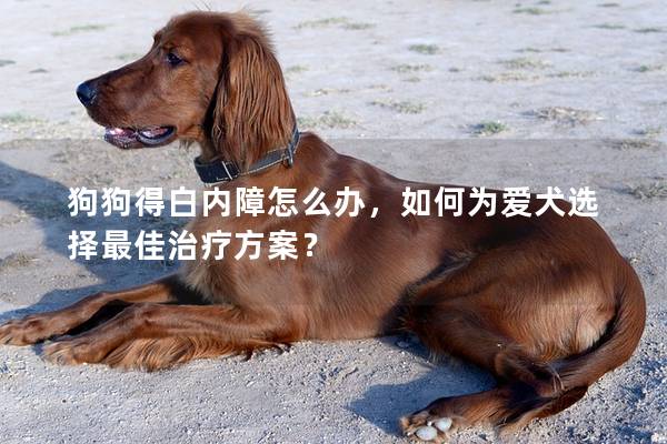 狗狗得白内障怎么办，如何为爱犬选择最佳治疗方案？