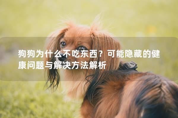 狗狗为什么不吃东西？可能隐藏的健康问题与解决方法解析