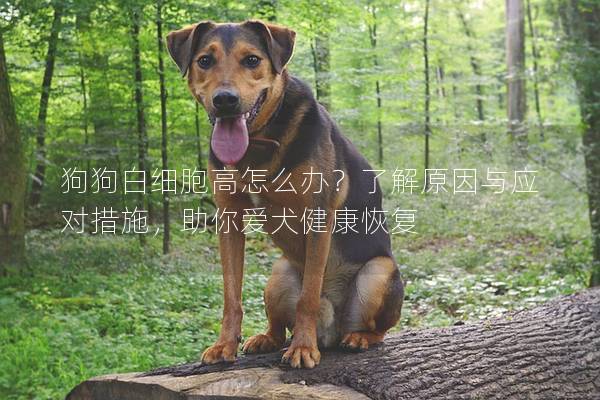 狗狗白细胞高怎么办？了解原因与应对措施，助你爱犬健康恢复