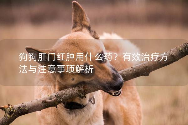 狗狗肛门红肿用什么药？有效治疗方法与注意事项解析