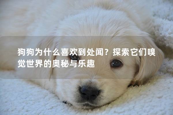 狗狗为什么喜欢到处闻？探索它们嗅觉世界的奥秘与乐趣