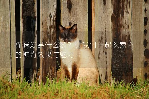 猫咪爱是什么药？让我们一起探索它的神奇效果与魅力