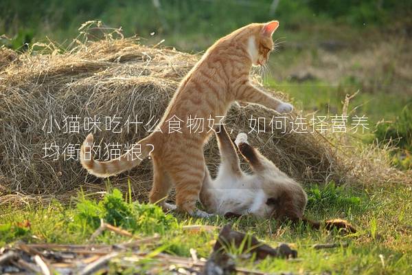 小猫咪吃什么食物好，如何选择营养均衡的猫粮？