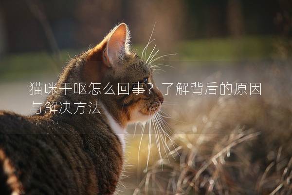 猫咪干呕怎么回事？了解背后的原因与解决方法